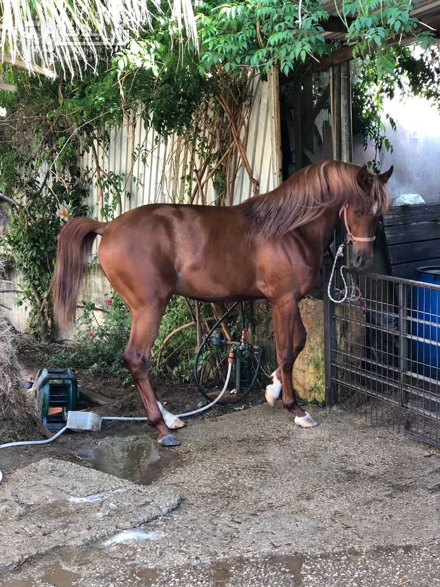 خيل للبيع شو بدك من فلسطين؟