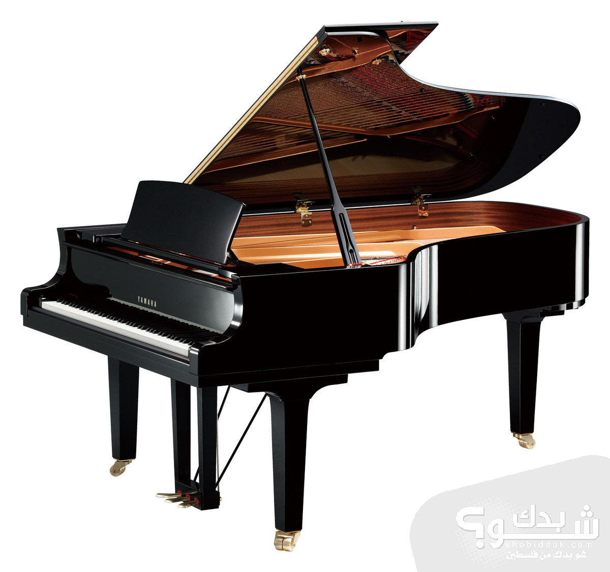 حصص خاصة على الة الكمان و البيانو | شو بدك من فلسطين؟