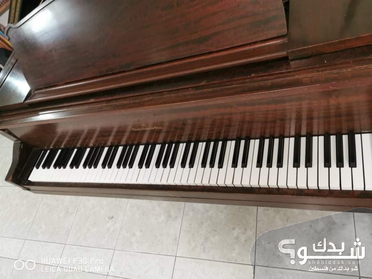 آلة موسيقية | شو بدك من فلسطين؟